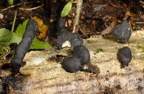 Hainbuchenholzkeule (Xylaria corniformis) - © Heinz Prelicz